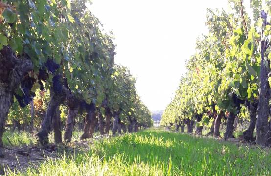 Wijngaard met gamaydruiven