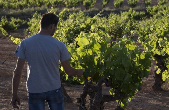 Juan Antonio in de wijngaard