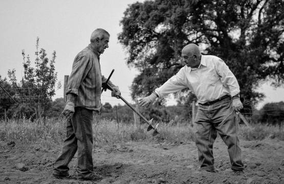 Druiven aanplanten in vroegere tijden